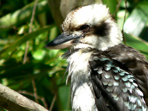Kookaburra