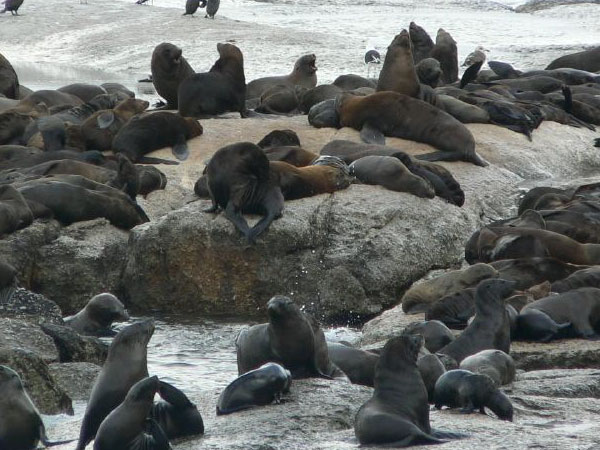 Seals