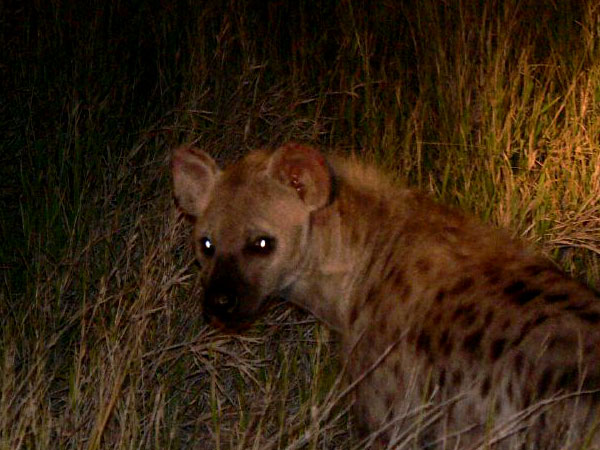Hyena
