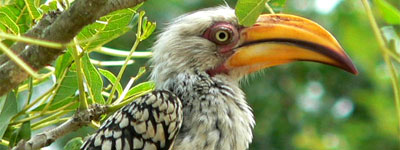 Kruger National Park