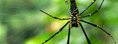 Spider