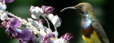 Sunbird