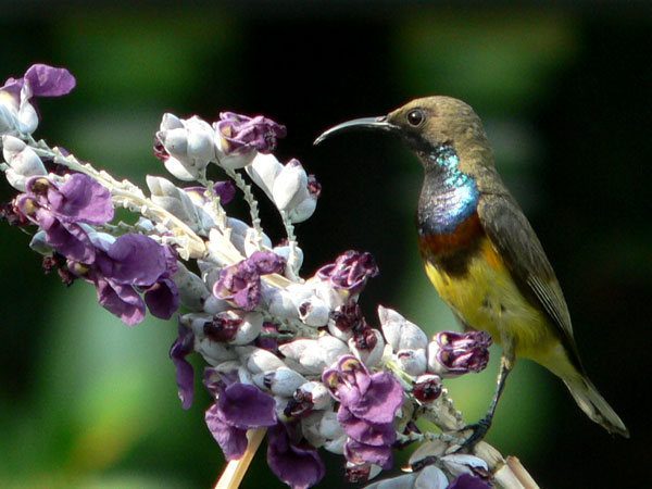 Sunbird