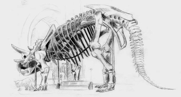 Triceratops Skeleton